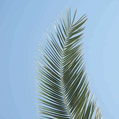 2023澳门资料大全正版下载手机版