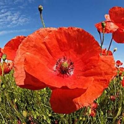 BOB·体育综合APP下载